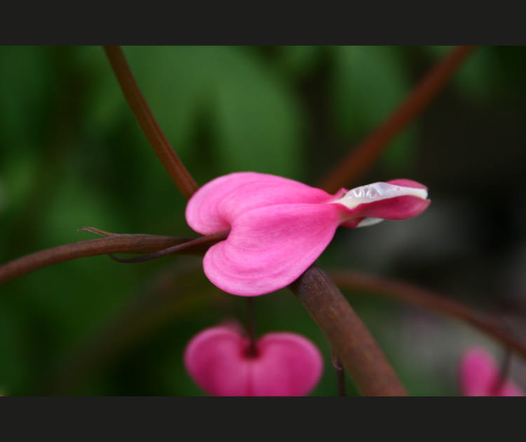 Coeur de Marie