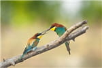 secrets photographes animaliers