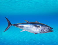 Pêche à haut risque : Nord contre Sud : La revanche du sud