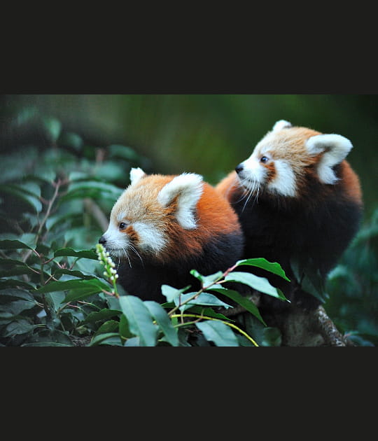 La surprise des petits pandas roux