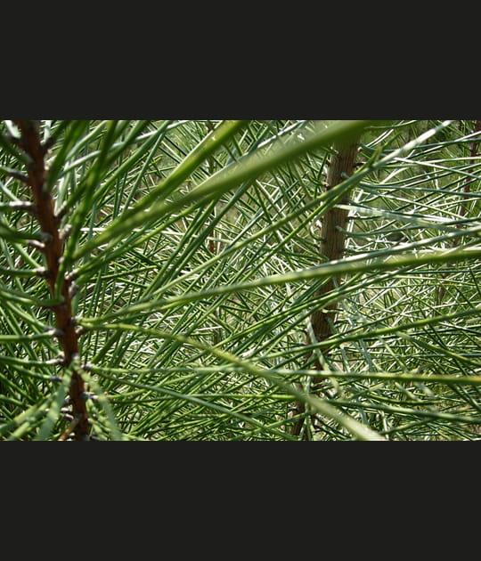 Dans le d&eacute;tail