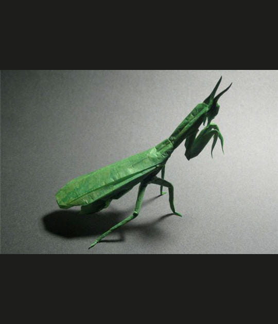 Mante verte