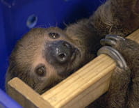 Urgences Animales : Evacuation
