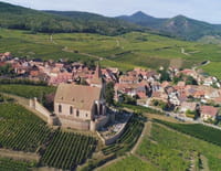 Des racines et des ailes : Terroirs d'excellence en Alsace