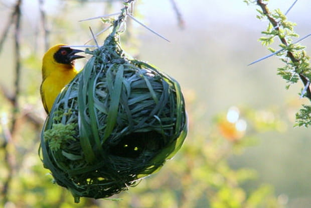Le tisserin et son nid