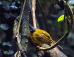 Thaïlande, dans la jungle des sens