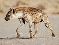 Top 10 des animaux : Odorants