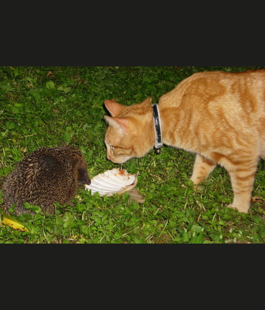 Cooky et le h&eacute;risson