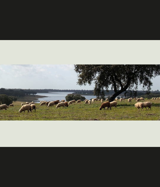 Moutons en Alentejo