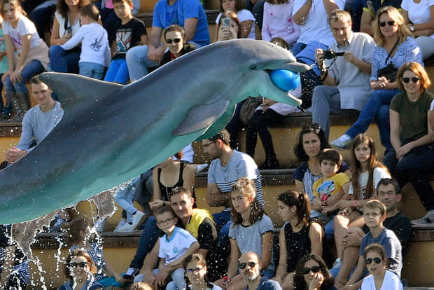 Les spectacles de dauphins et d'orques en voie d'extinction