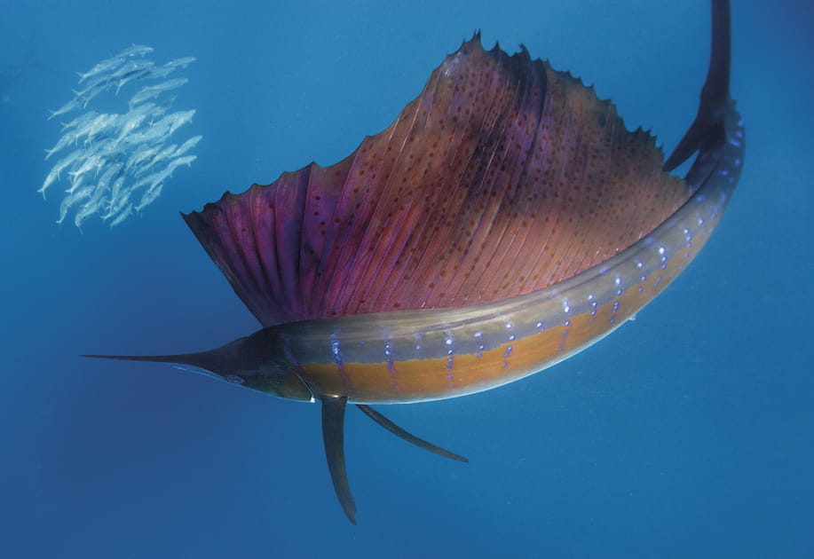 Coup de filet sur les sardines
