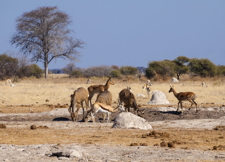 Le Botswana