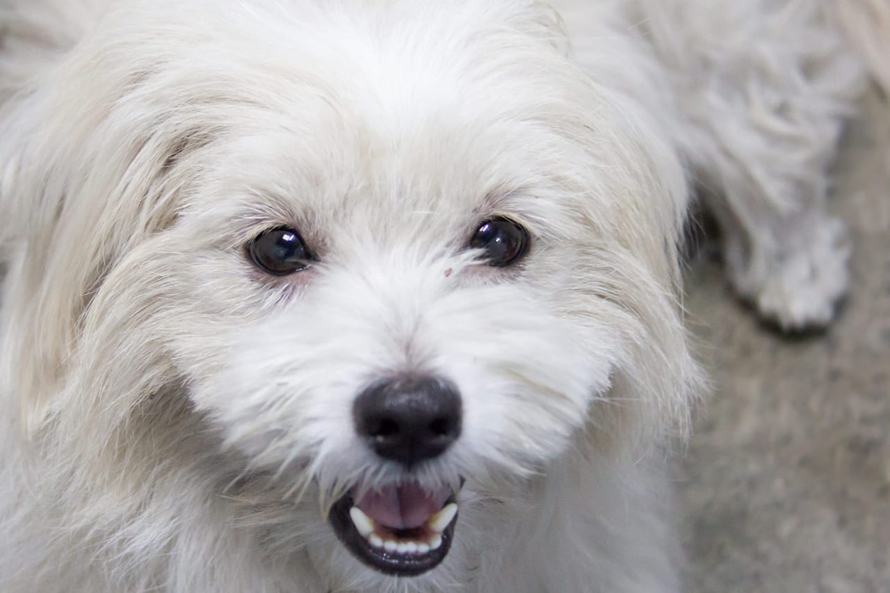 "Il ne méritait pas ça !" Un chien tué par un policier, la mairie paye une fortune en dédommagement