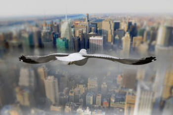 Le monde à travers les yeux des oiseaux