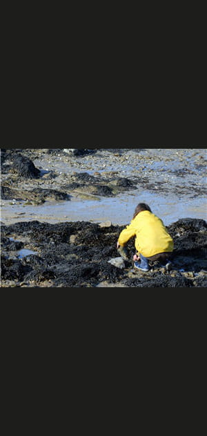 Partir &agrave; la p&ecirc;che &agrave; pied pour ramasser des moules, des palourdes, des bigorneaux...