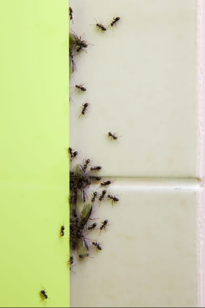 Se d&eacute;barrasser des fourmis