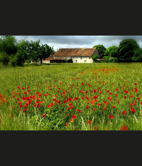 Coquelicots