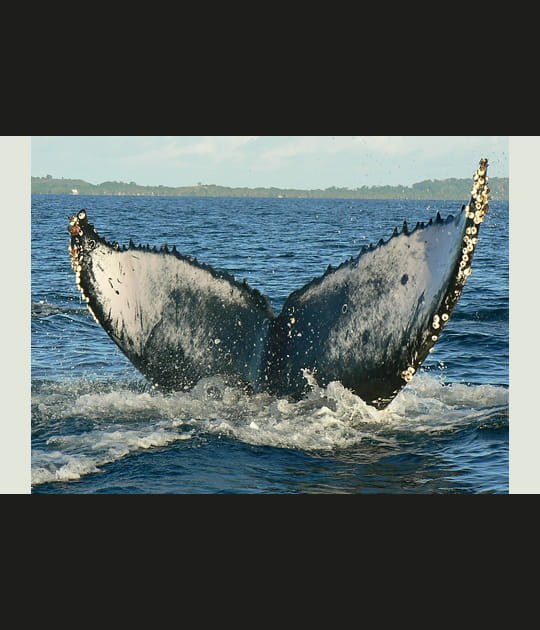 Baleine plongeant dans l'oc&eacute;an Indien