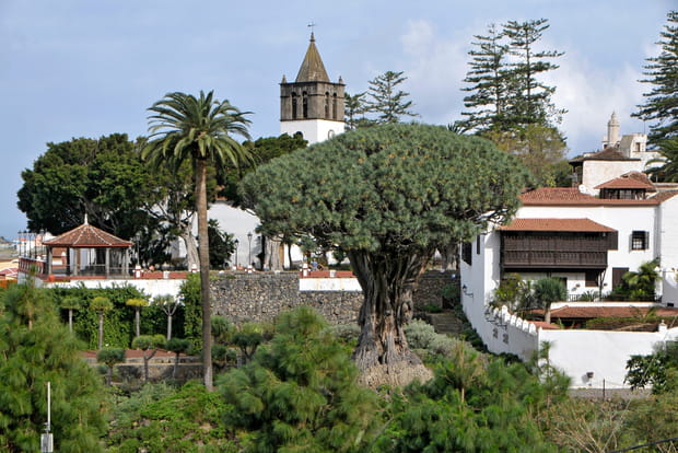 Icod de los Vinos, le village du dragonnier millénaire