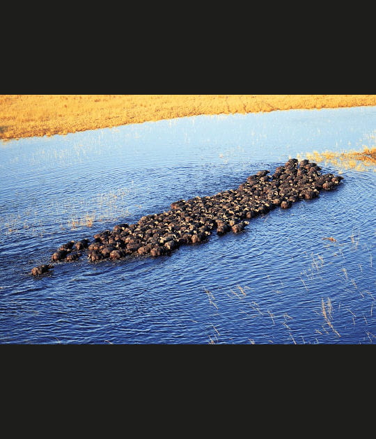 Troupeau de buffles traversant un bras du delta