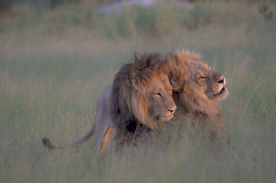 Chez les lions (3/4)
