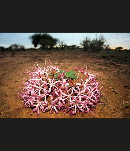 Amaryllis, r&eacute;serve de Tsavo, Kenya