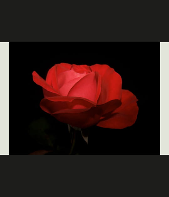 Rose rouge