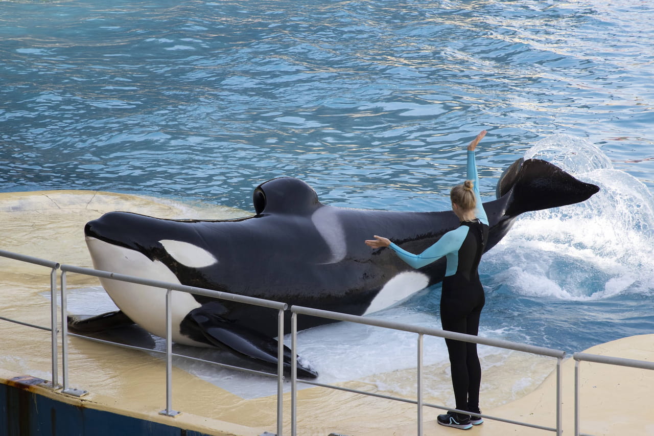 Pourquoi une orque de Marineland a-t-elle été stimulée sexuellement ? Deux versions s'affrontent