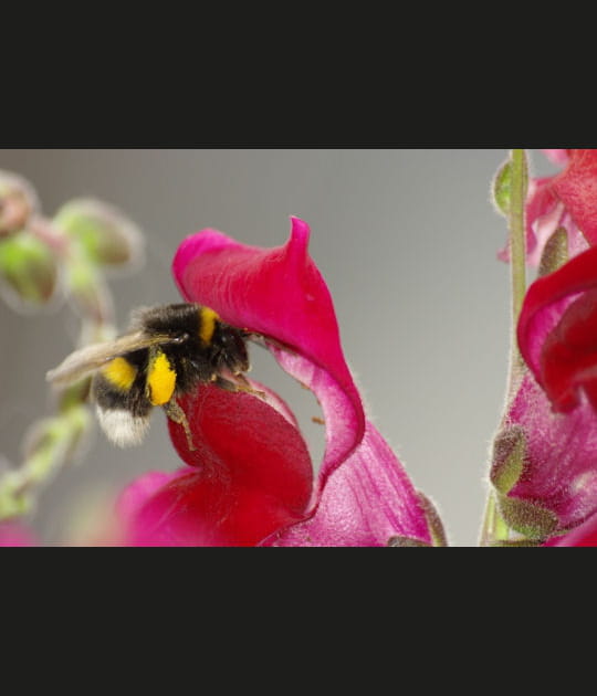 Une curieuse abeille