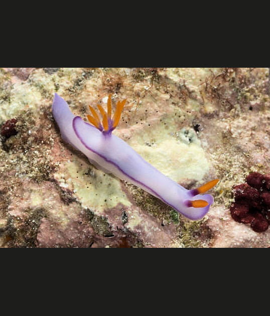 Sensible jusqu'au bout des tentacules