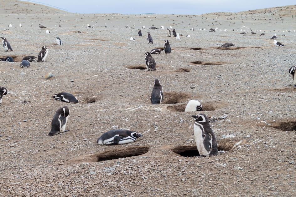Monument naturel Los Ping&uuml;inos