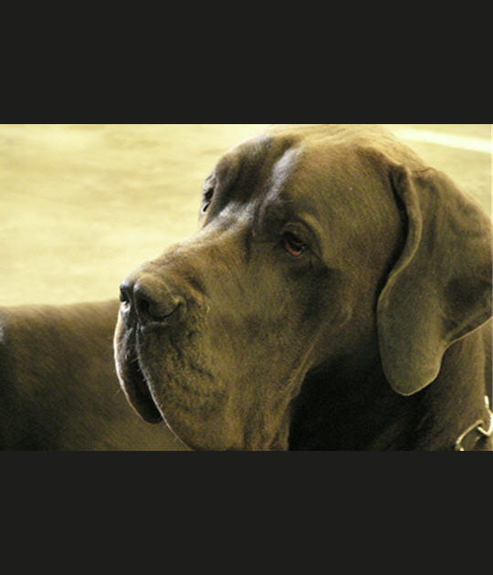 Le plus placide des dogues