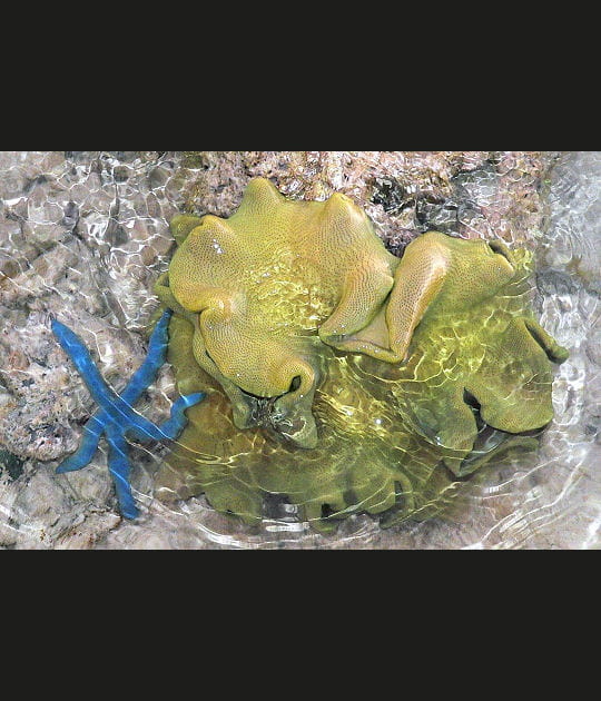 Linckia Laevidata