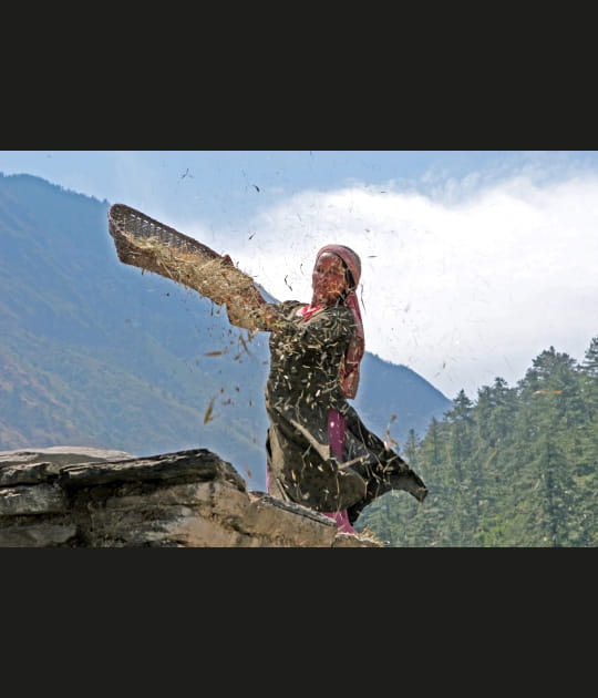 Moisson d'octobre &agrave; Pokhara