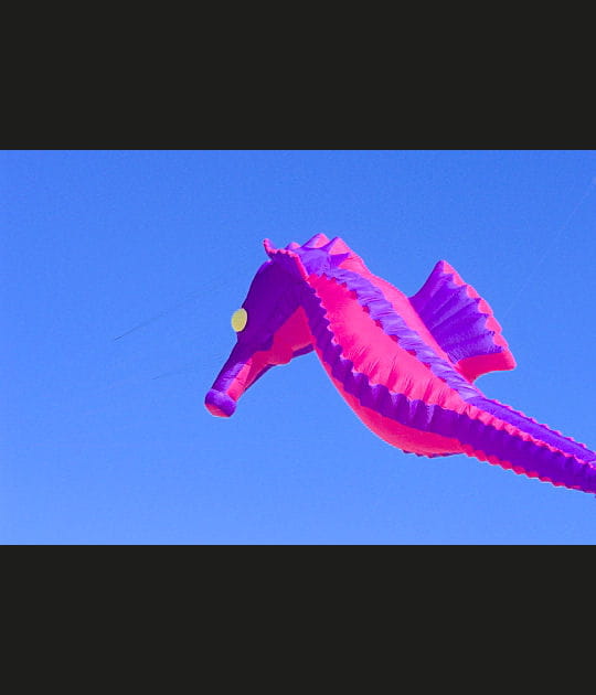 L'hippocampe rose