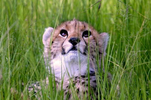 Le guépard, rapide !