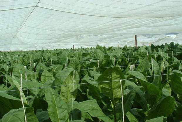 Plantation de tabac