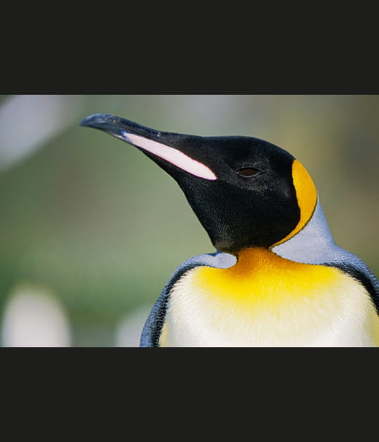 Portrait d'un manchot en Georgie du Sud, &icirc;le subantarctique