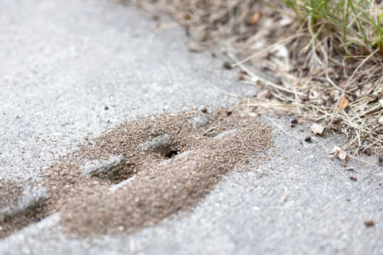 Rien de plus simple&nbsp;: prenez ce produit dans le placard et saupoudrez-le dans le jardin - il chasse imm&eacute;diatement les fourmis