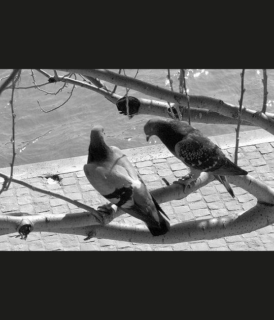 Couple de pigeons