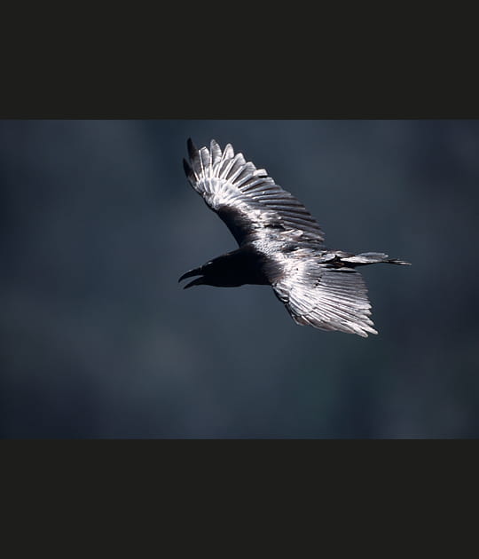 Le messager d'Odin