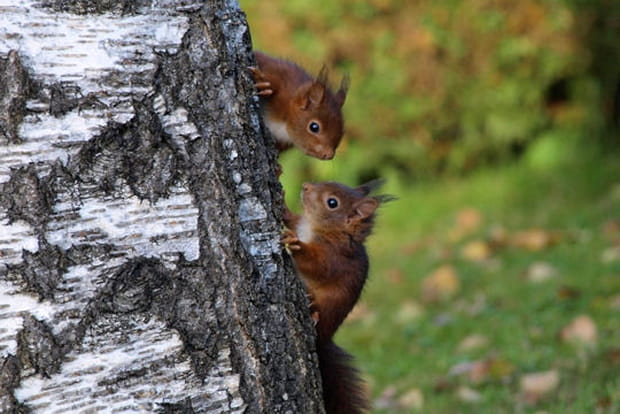 Duo d'écureuils