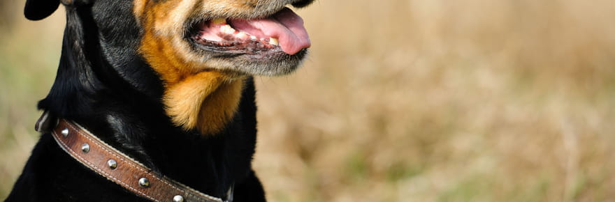 Je suis v&eacute;t&eacute;rinaire, voici les 5&nbsp;races de chien que je ne poss&egrave;derai jamais