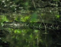Prédateurs du crépuscule : Monstres des marais