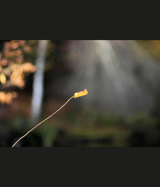 Automne &eacute;pur&eacute;