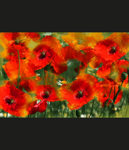 Coquelicots