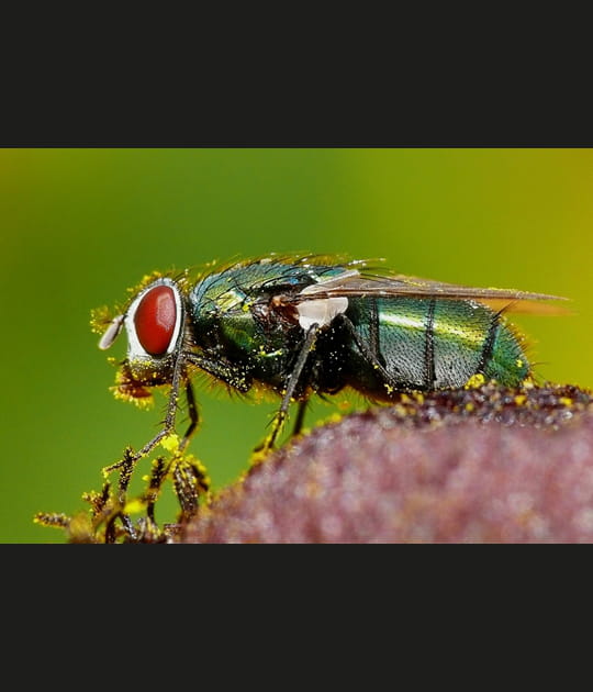Mouche