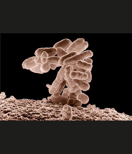 Attaque bact&eacute;rienne