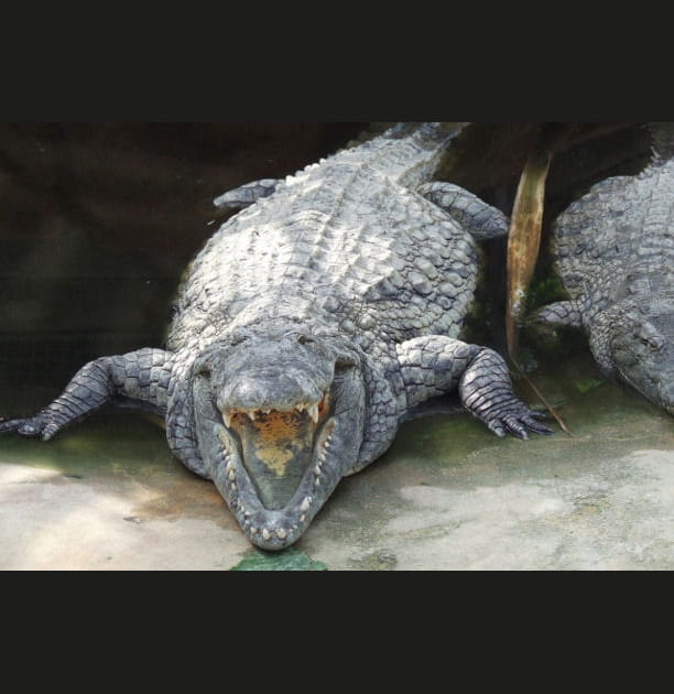 Rire aux larmes (de crocodile)