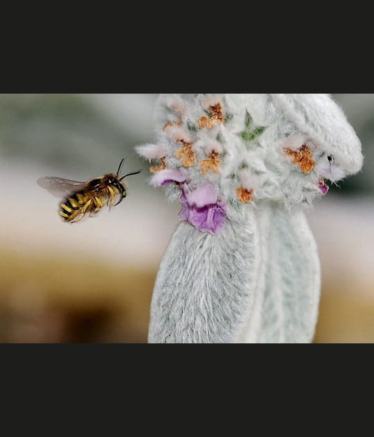 Abeille en vol